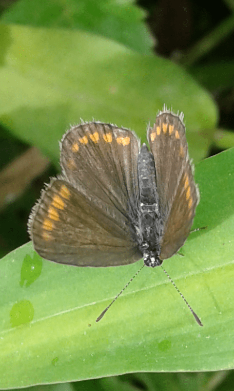 Femmina di Polyommatus icarus (Lycaenidae)? - cf. icarus/bellargus